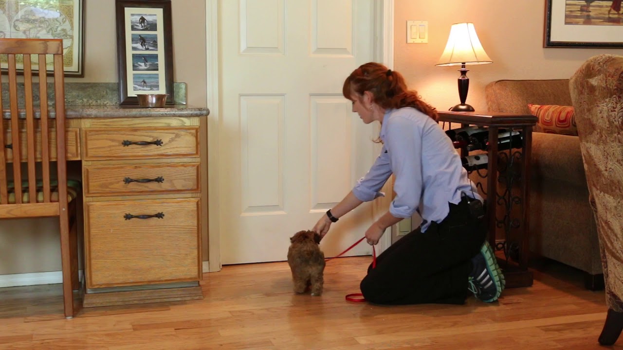 Behavior Training 45a   Teaching Sit Using Lure Reward