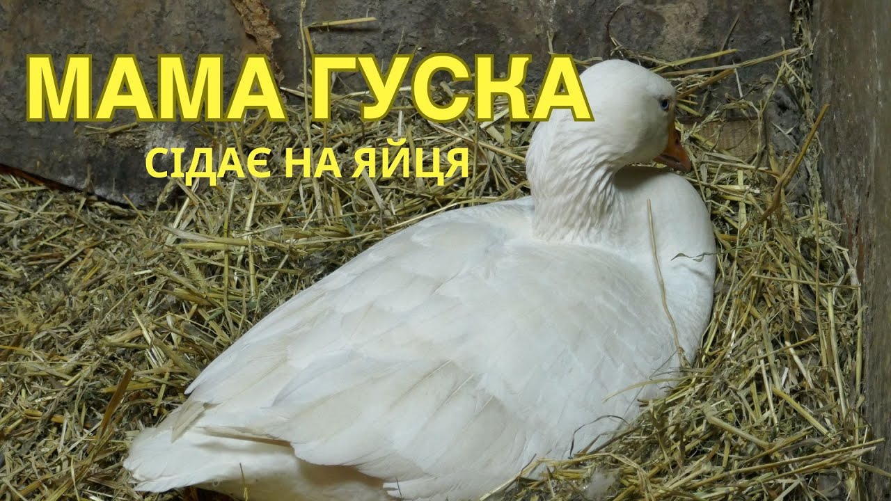 Мама Гуска сідає на яйця!