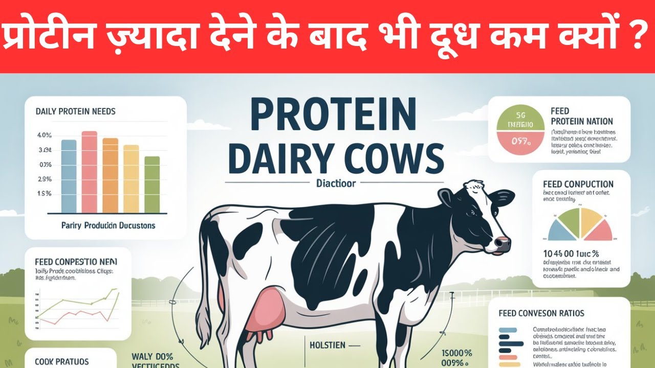 कच्चा प्रोटीन नहीं, उपयोगी प्रोटीन समझिए – तभी दूध बढ़ेगा  @drcharandeep