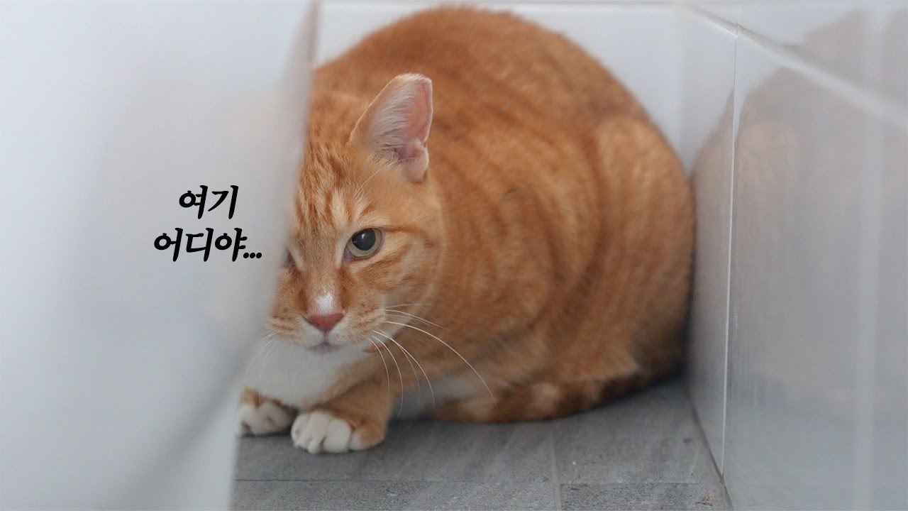 다시 시작된 단식투쟁