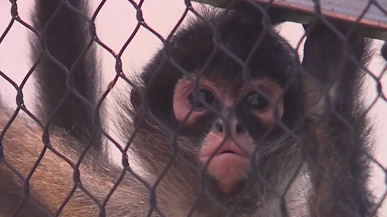 Saint Louis Zoo saves endangered spider monkeys from pet trade