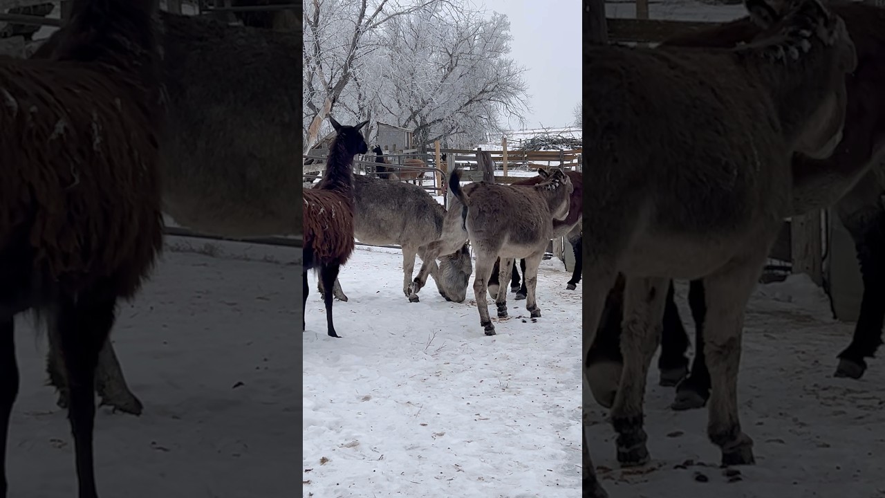 We’ve got the moves!🫏🦙🎶 