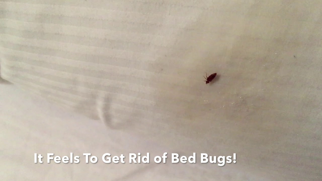 Got Bed Bugs? This Residual Keeps Killing Them Even When You Sleep