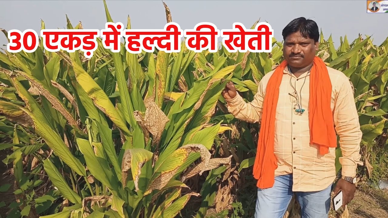 Haldi ki kheti kaise karen 