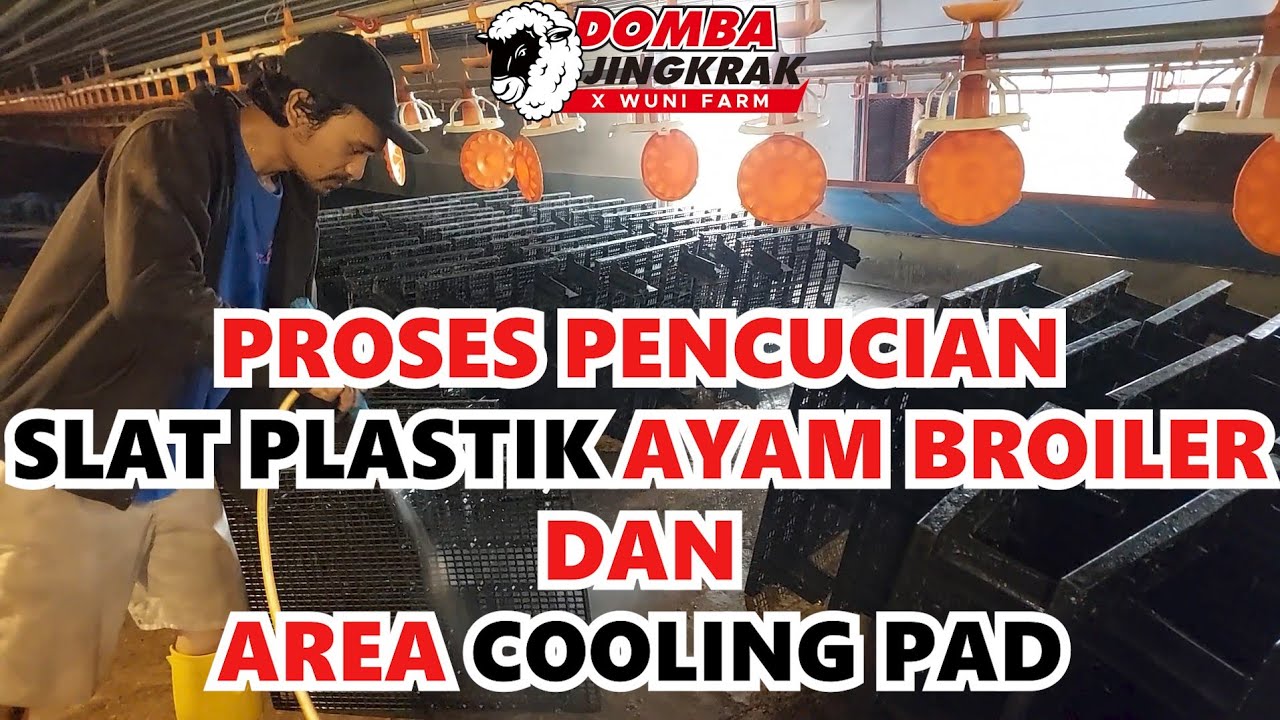 CARA MENCUCI SLAT PLASTIK & COOLING PAD DI KANDANG AYAM MODERN