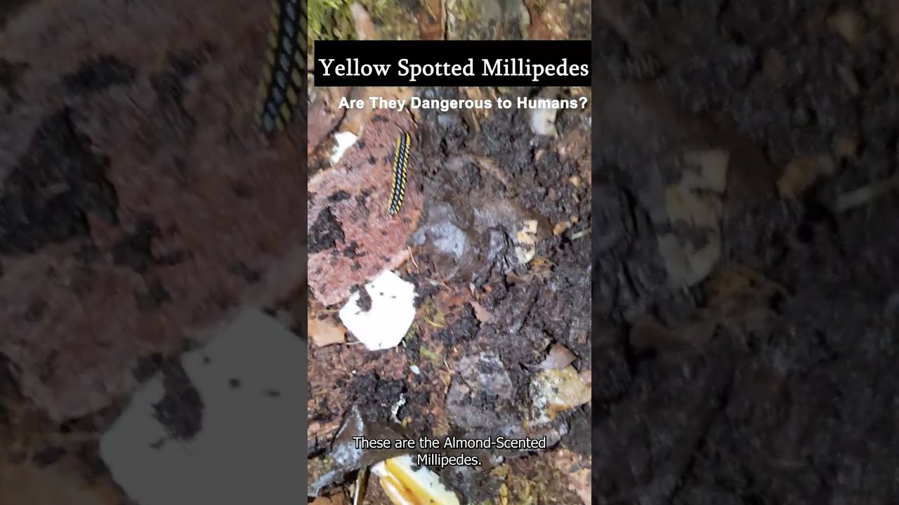 Hydrogen Cyanide in Yellow Spotted Millipedes – Does It Hurt When Handling?
