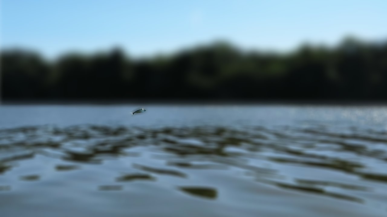 What is this fish trying to escape from??