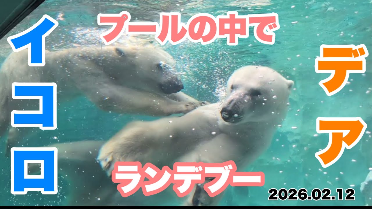 イコロくんとデアちゃんのプールの中でランデブー　2026.02.12 上野動物園のホッキョクグマ