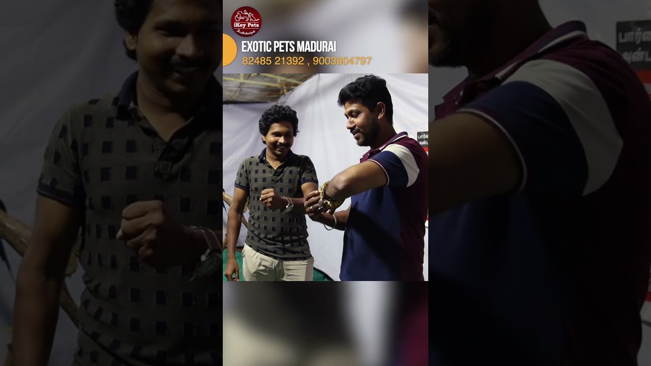 pet python #shorts #shortvideo #short #shortvideo #PETPHYTHON #phython #ballpython #vjyogi #madurai