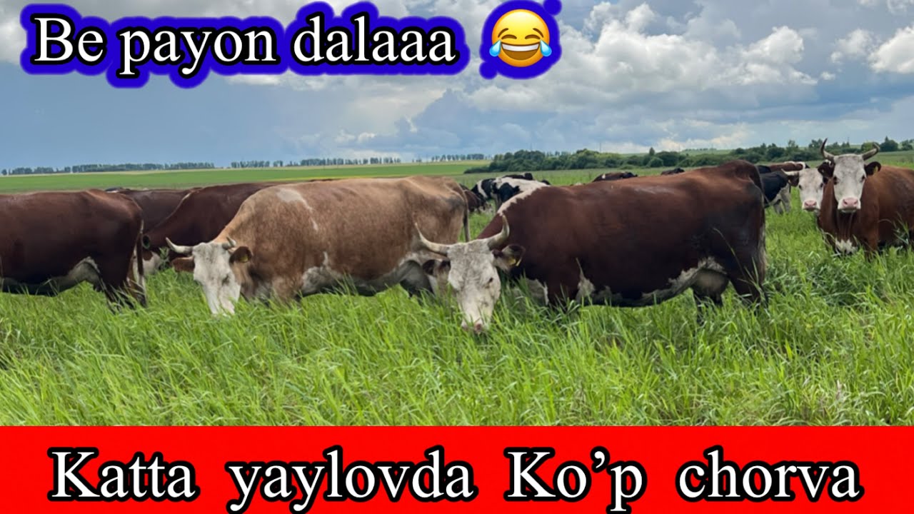 TATARISTAN  .  MANA  SIZGA  MOL QUY BOQISH  . 👍👍👍👍👍