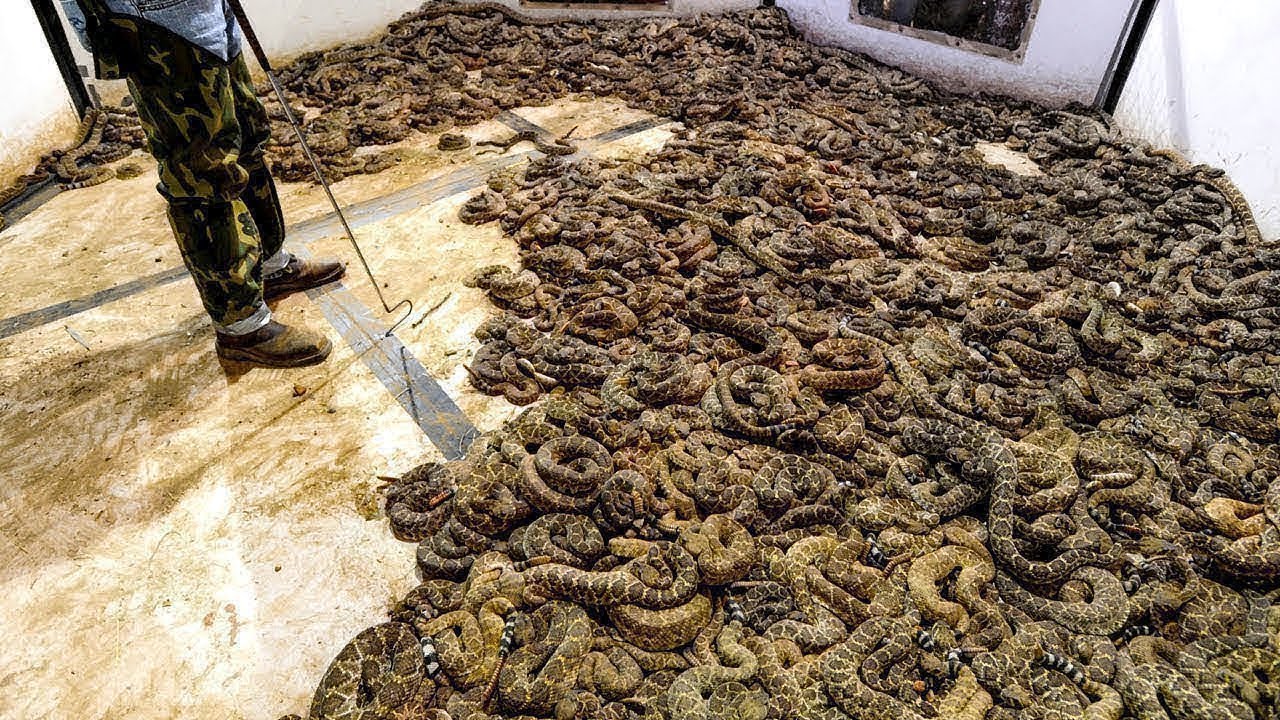 Ele Encontrou 45 Cascavéis Embaixo da Sua Casa, Você Não Vai Acreditar No Que Ele Fez!