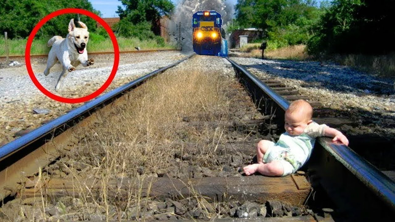 7 Animale Care Si-au Salvat Stapanii