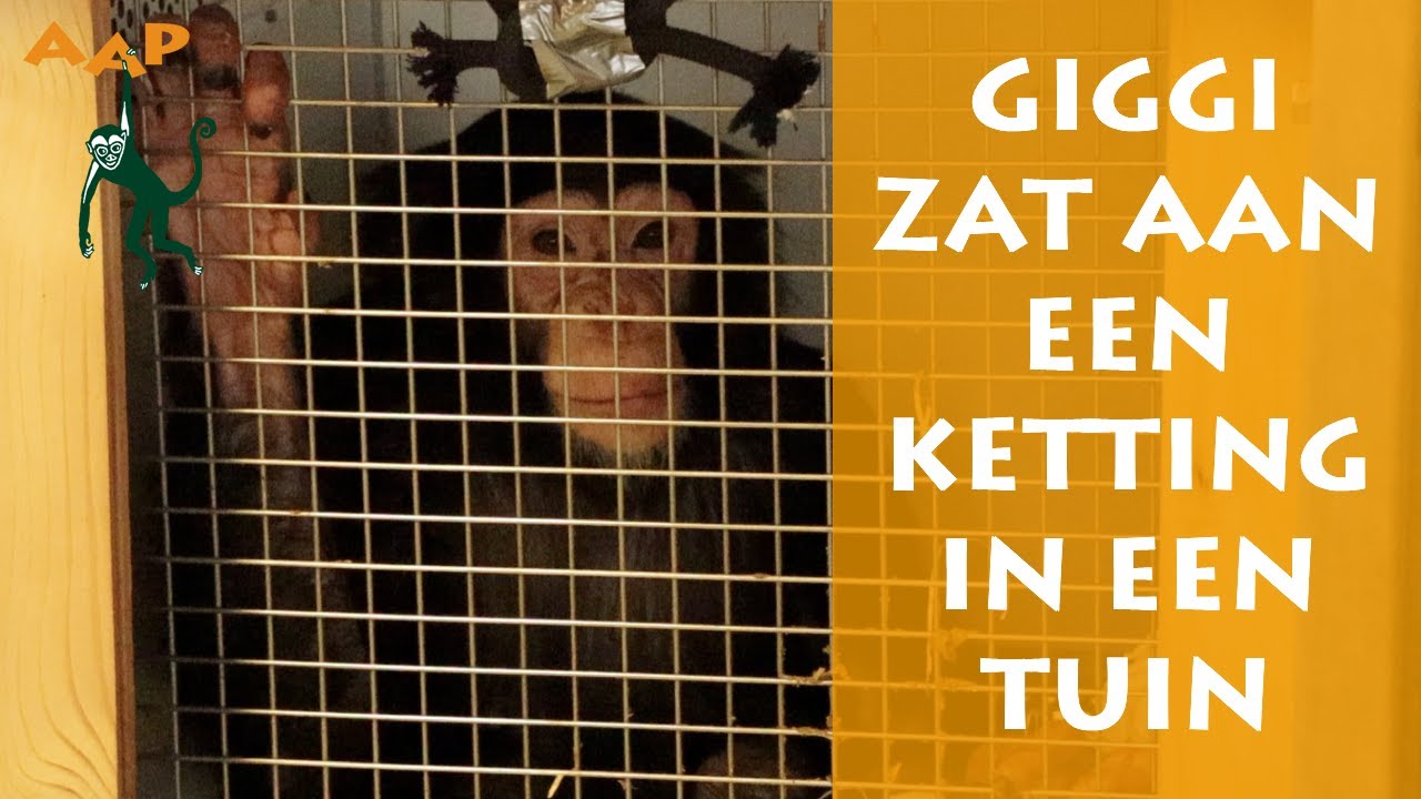 Illegaal verhandelde en verwaarloosde jonge chimpansee opgevangen - Stichting AAP