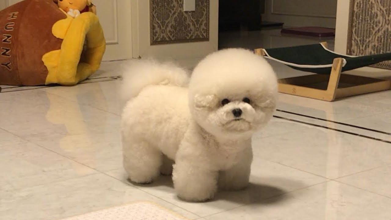 Cute Bichon Frise Puppies Videos Compilation – Cute And Funny Bichon Frise Moments #4