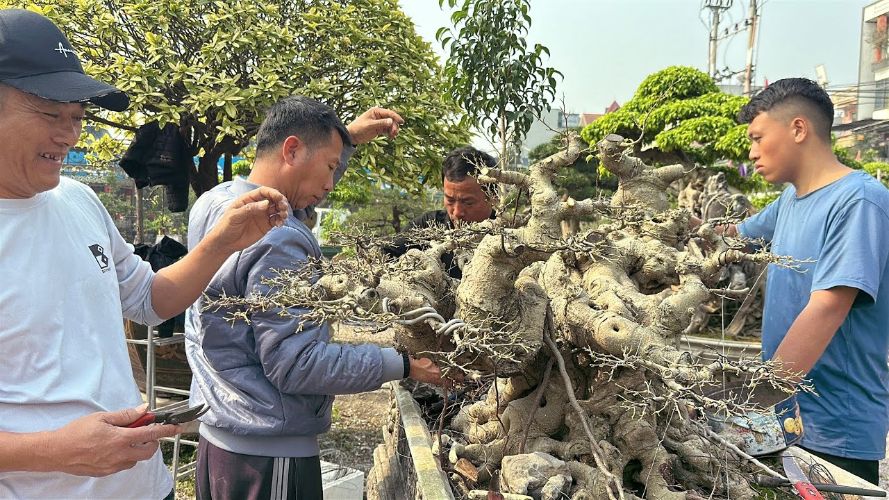 ☎️097 8249648 Anh Nam Lê chỉnh sửa cây giúp ông Thanh | Quảng Tùng
