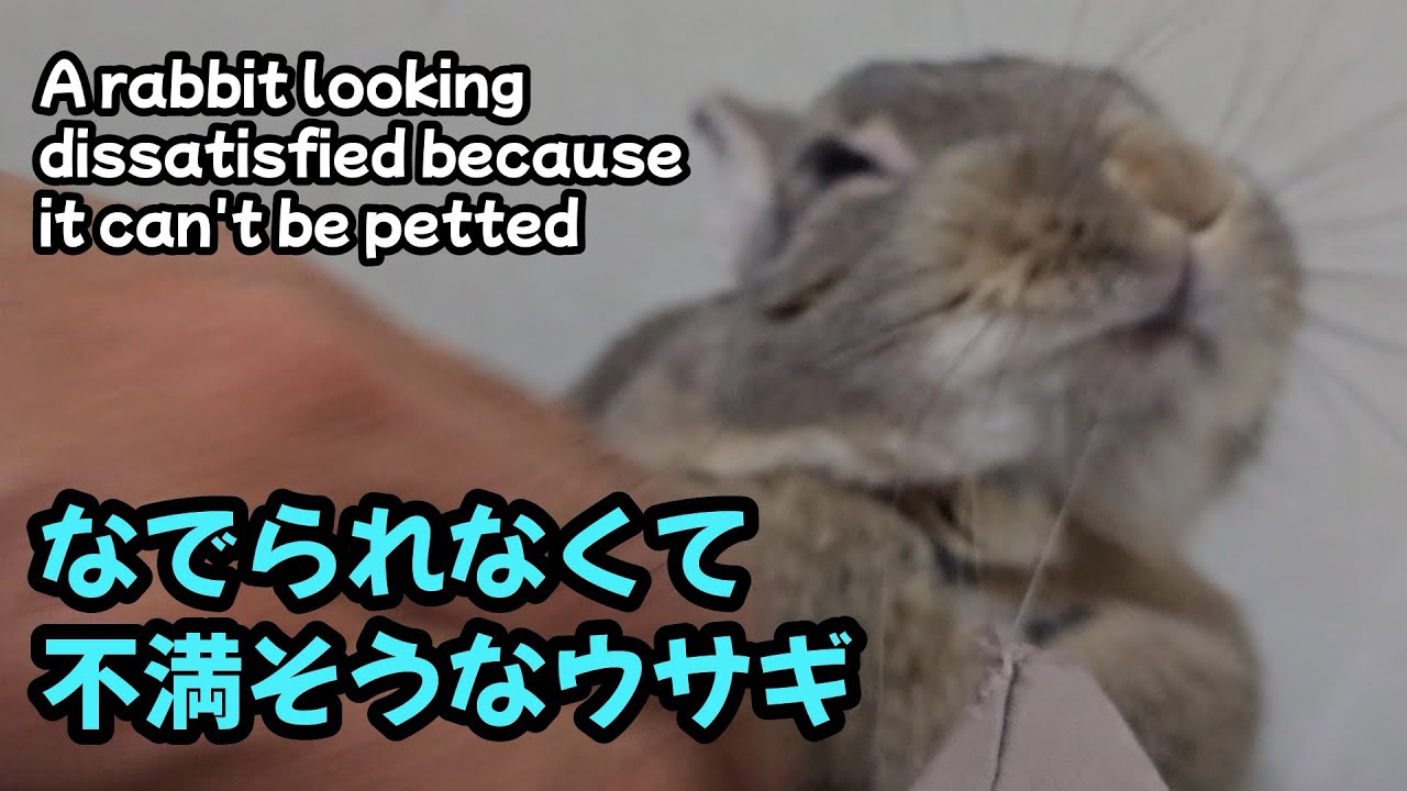 なでられなくて不満そうなウサギ【1162】365日うさぎ