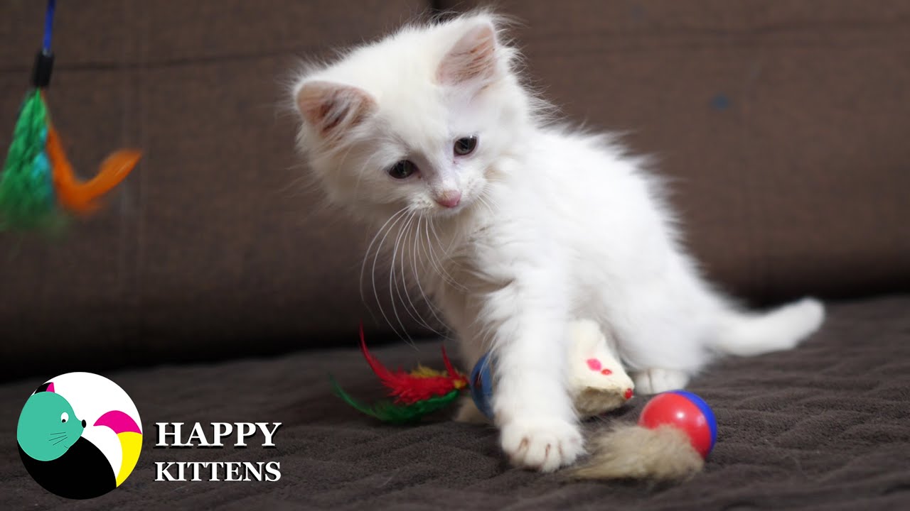 Котенок с удовольствием играет с приманкой.