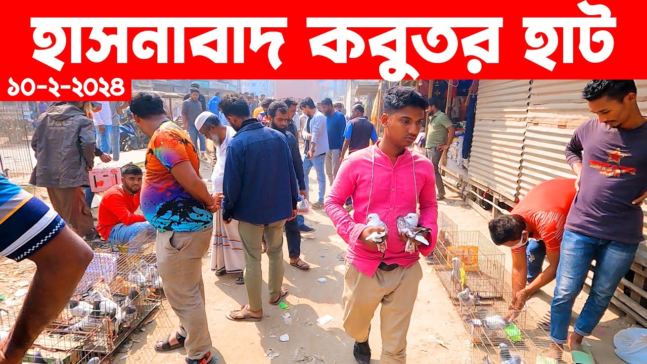 হাসনাবাদ কবুতর হাট ১০-২-২০২৪ | kobutor hat 2024 | pigeon market in bangladesh | Hasnabad kobutor hat