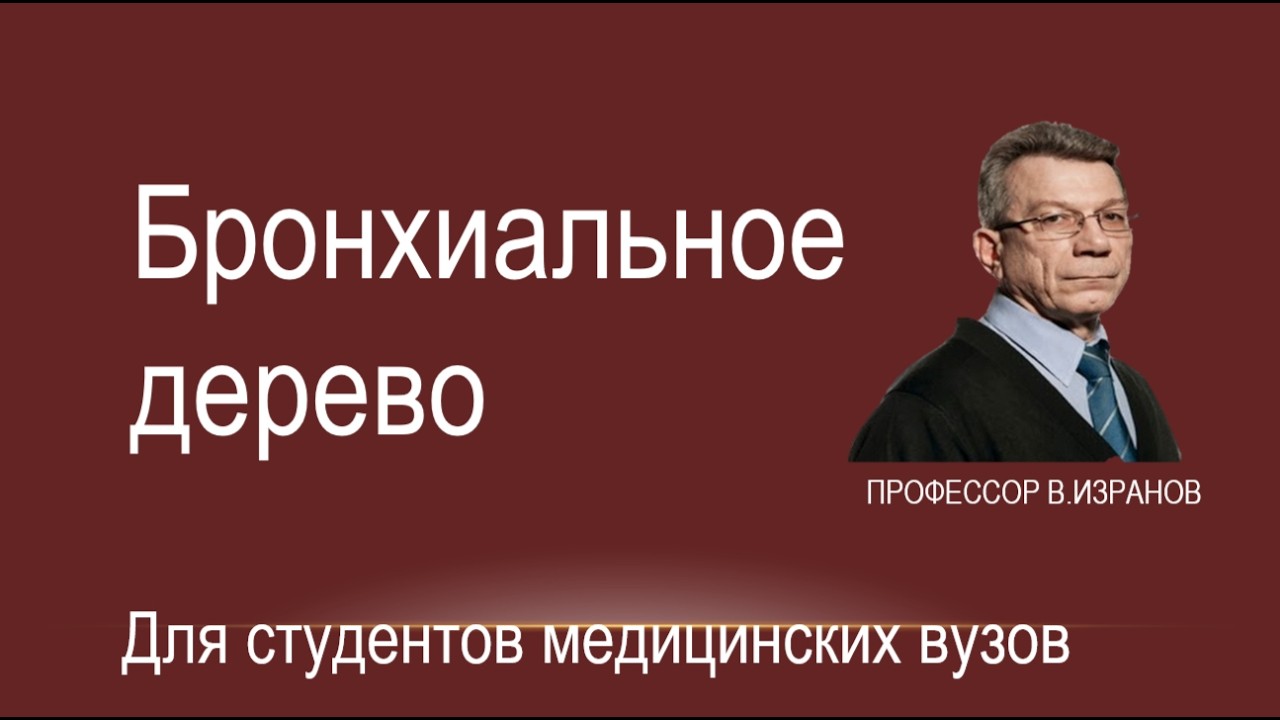 Бронхиальное дерево NEW.
