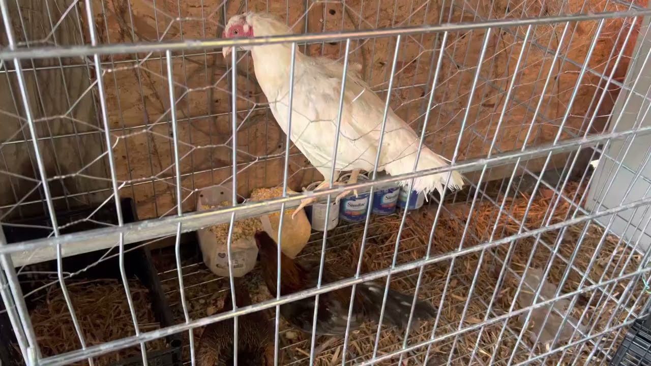 Mini asil bantams asil