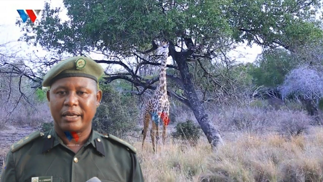 MAAJABU YA HIFADHI YA NYERERE, KUBWA KULIKO NCHI YA RWANDA, ENEO LA MAPIGANO VITA YA KWANZA YA DUNIA