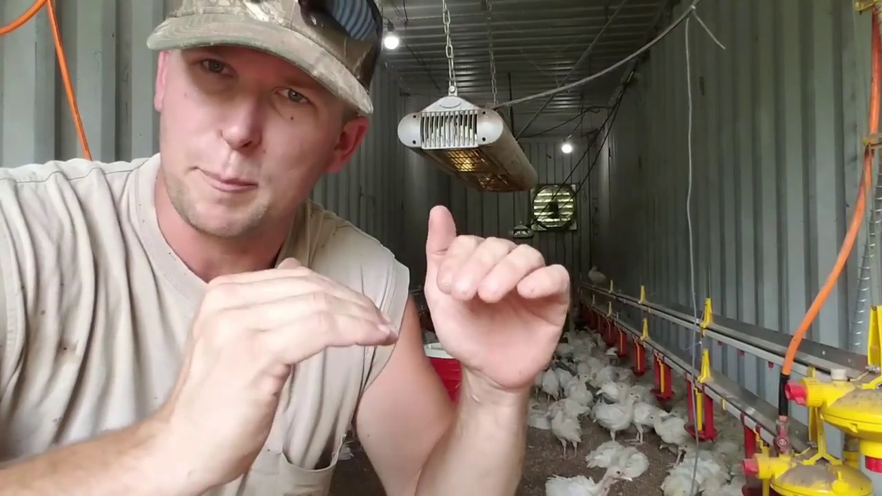 Tips for success brooding turkeys.