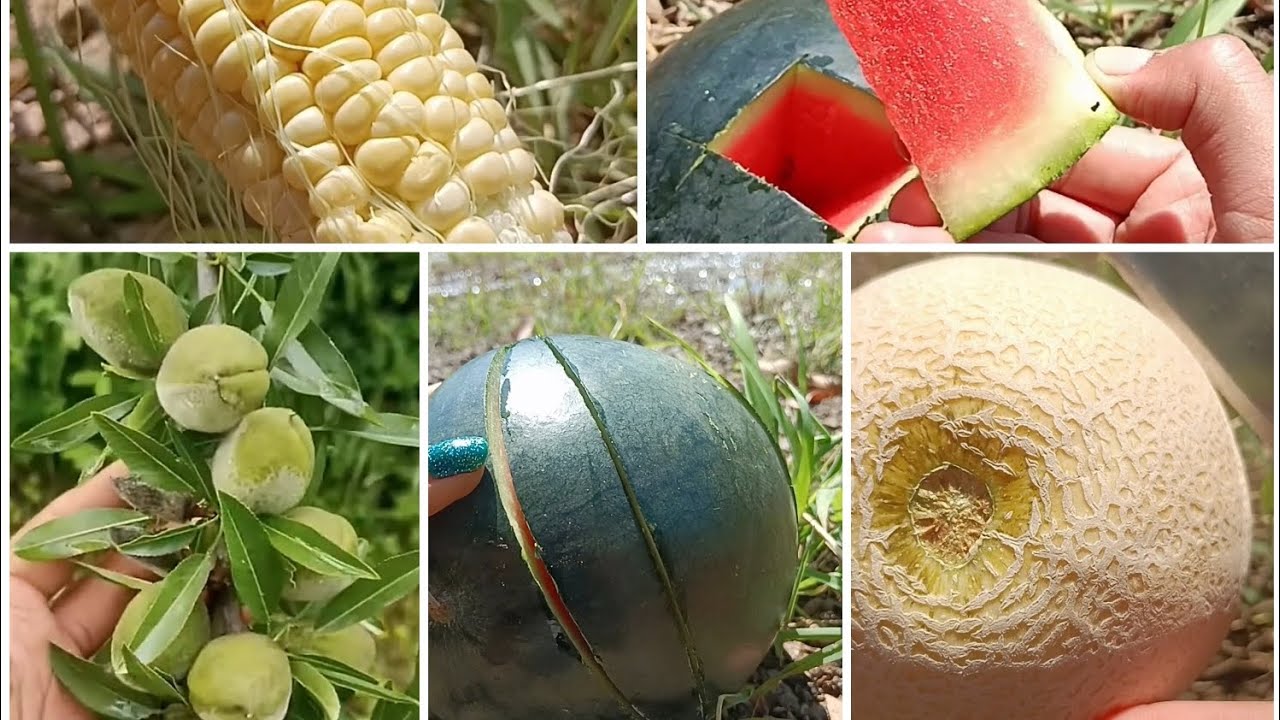 _ORGANIC FRUITS HARVEST_ & _ORGANIC FRUTS CUTTING -VIDEO 🍓🍊🍉🌽🫒🍈 #Organic #Volg