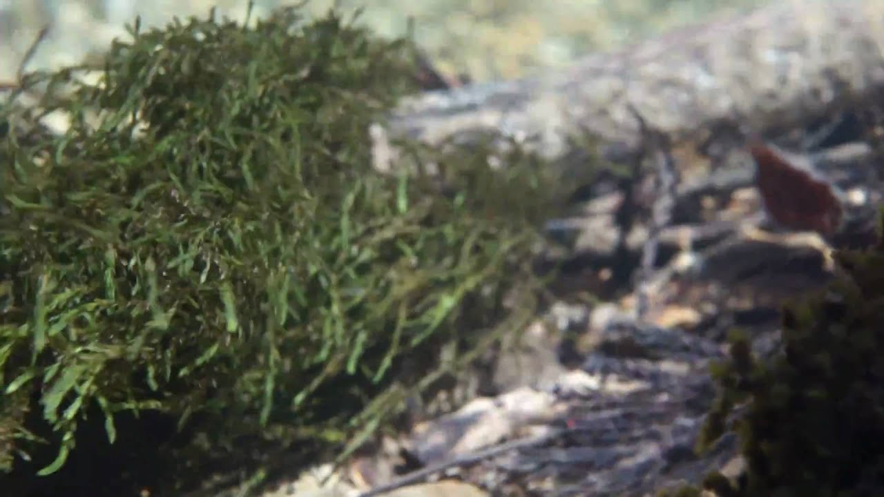 River willow moss Fontinalis antipyretica ウィローモス　クロカワゴケ　自然