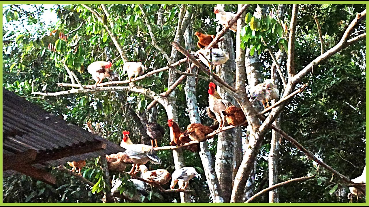 Gallinas y Gallos Duermen en los arboles
