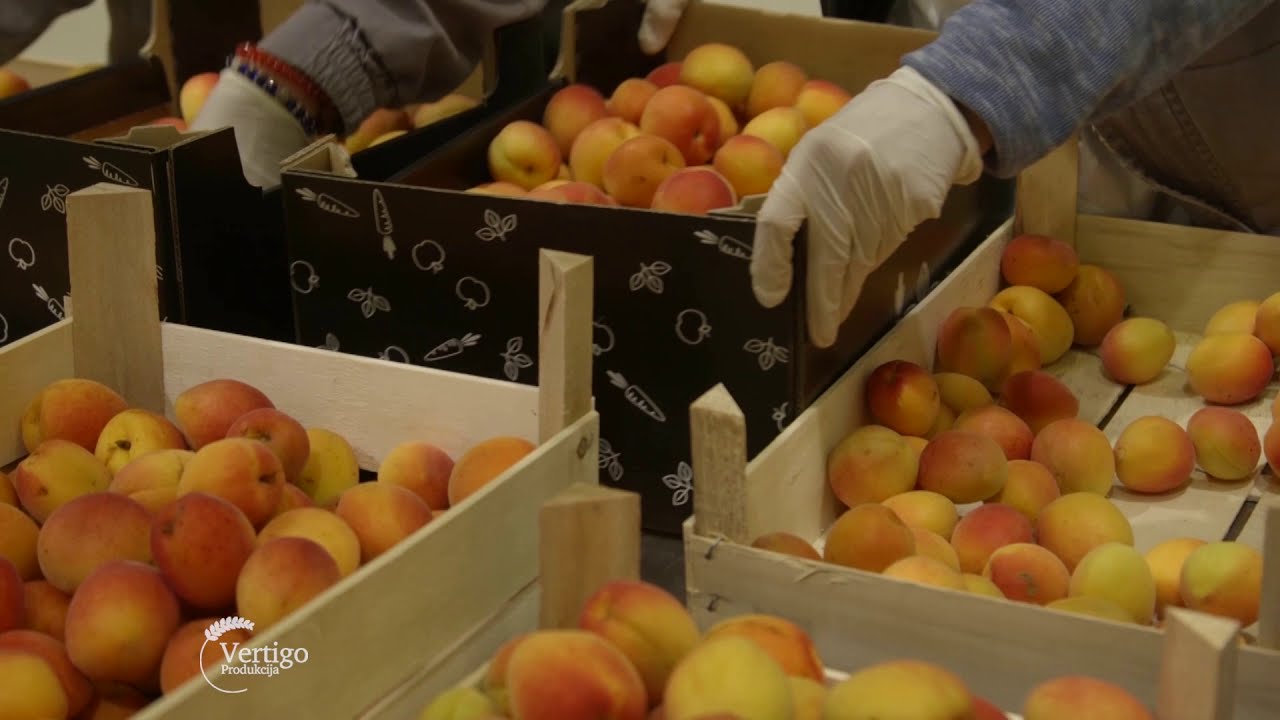 Uzgoj kajsija u selu Zaklopaca - U nasem ataru 802