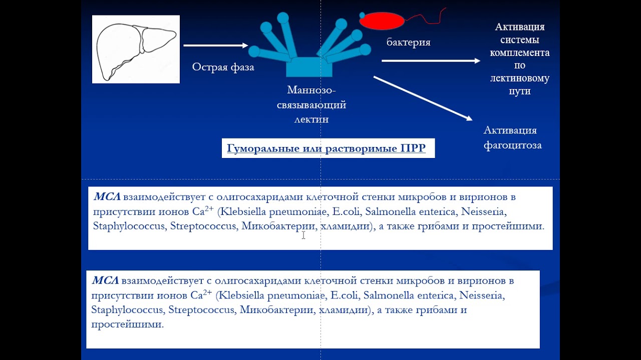 Паттерн распознающие рецепторы и цитокины