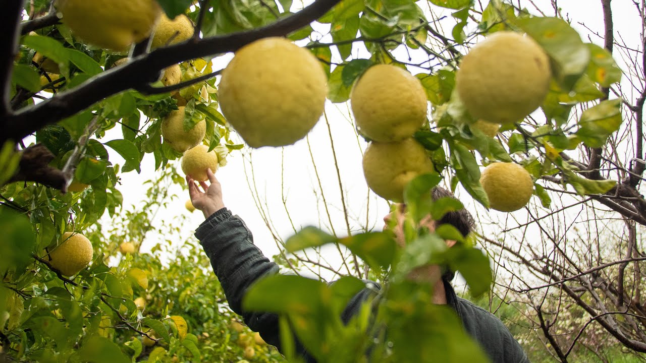 ep. 1 looking for a land in the south of italy - 1 Month WWOOFing on an Organic Vineyard on the Etna