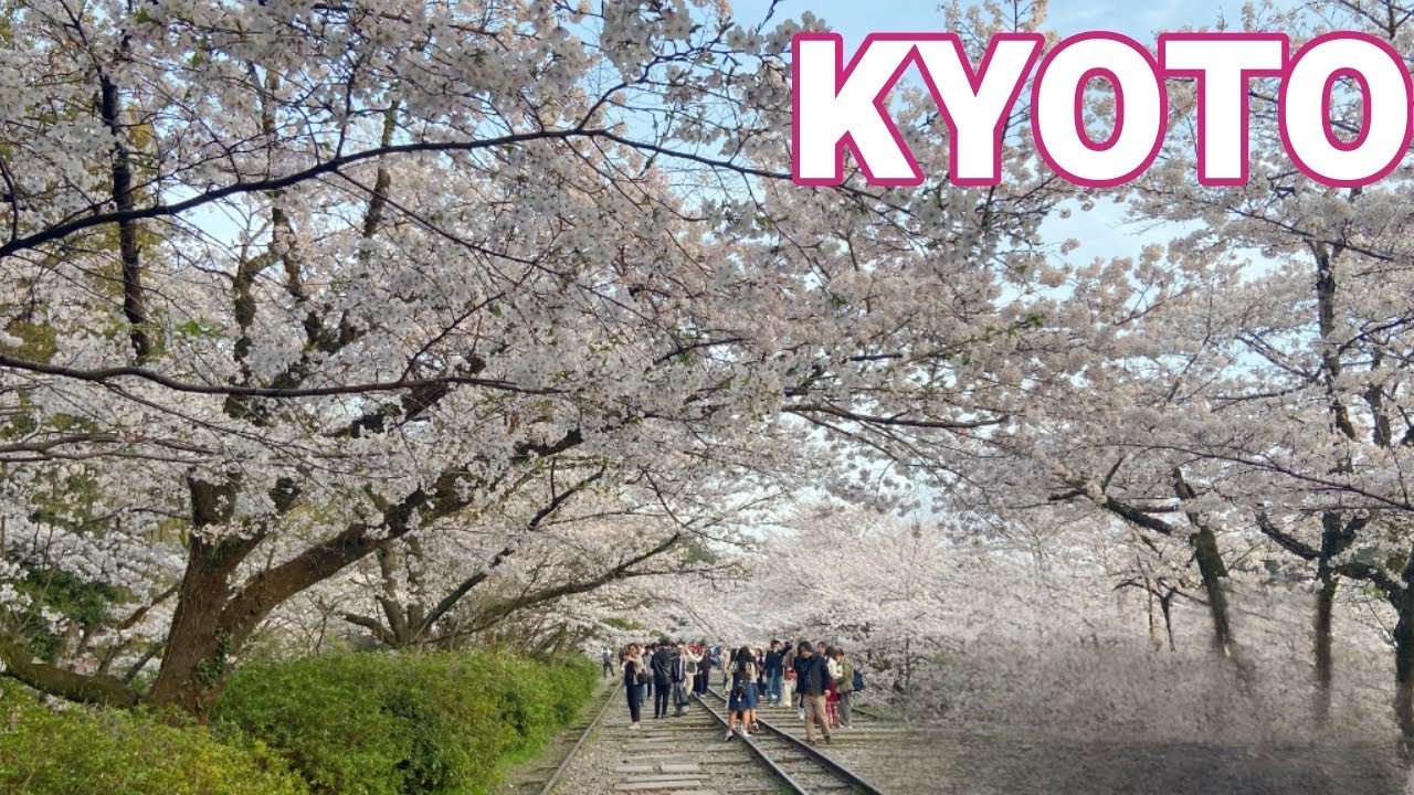 【КИОТО】Топ 8 мест сакуры, которые обязательно нужно увидеть🌸 Места в Киото Автор:【ЯПОНИЯ】