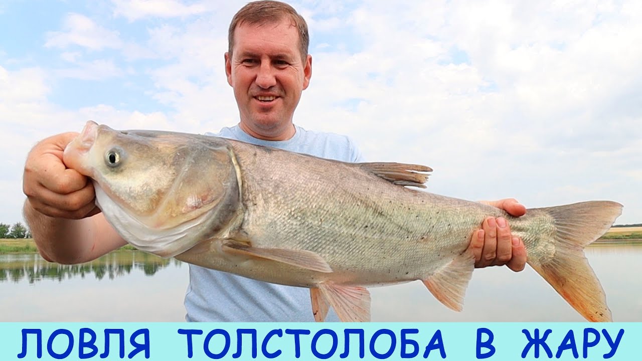 Ловля ТОЛСТОЛОБА в жару