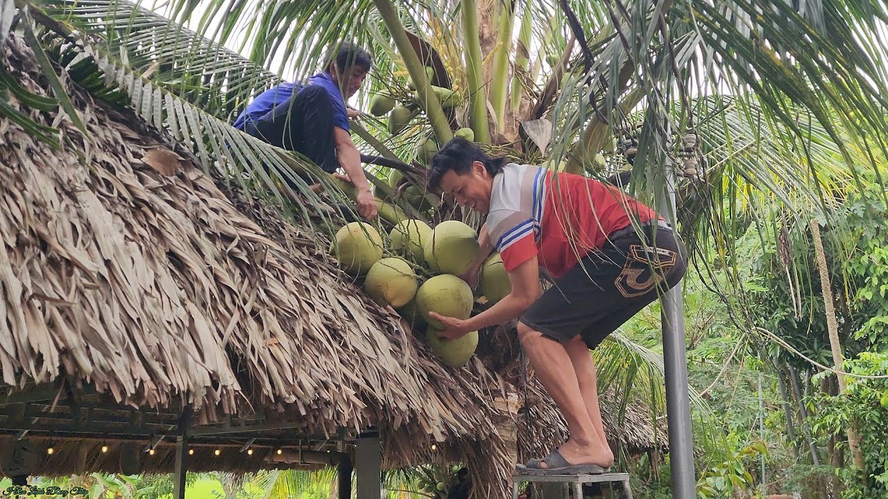 CÂY NHÀ LÁ VƯỜN Cha Và Bác Út Đốn Dừa Để Nấu Các Món Ngon Cho Gia Đình | HLDT 969