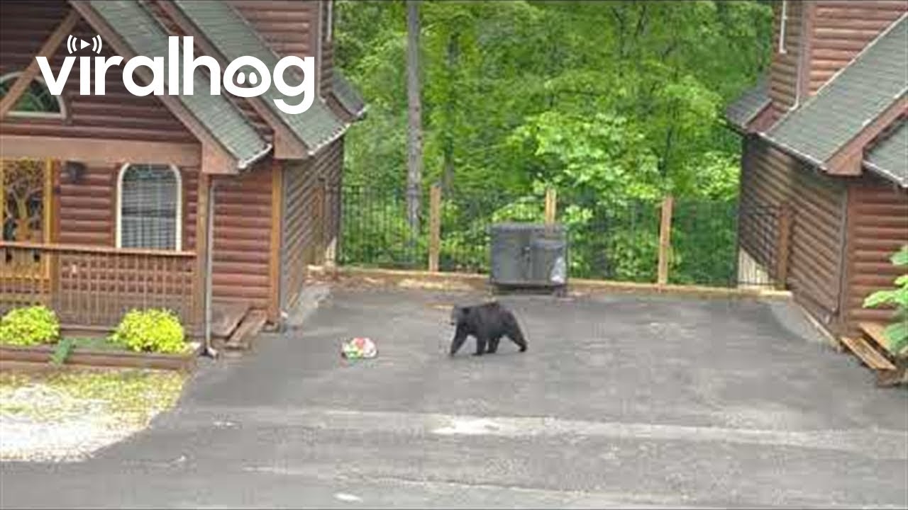 Jump the Fence, Donte || ViralHog