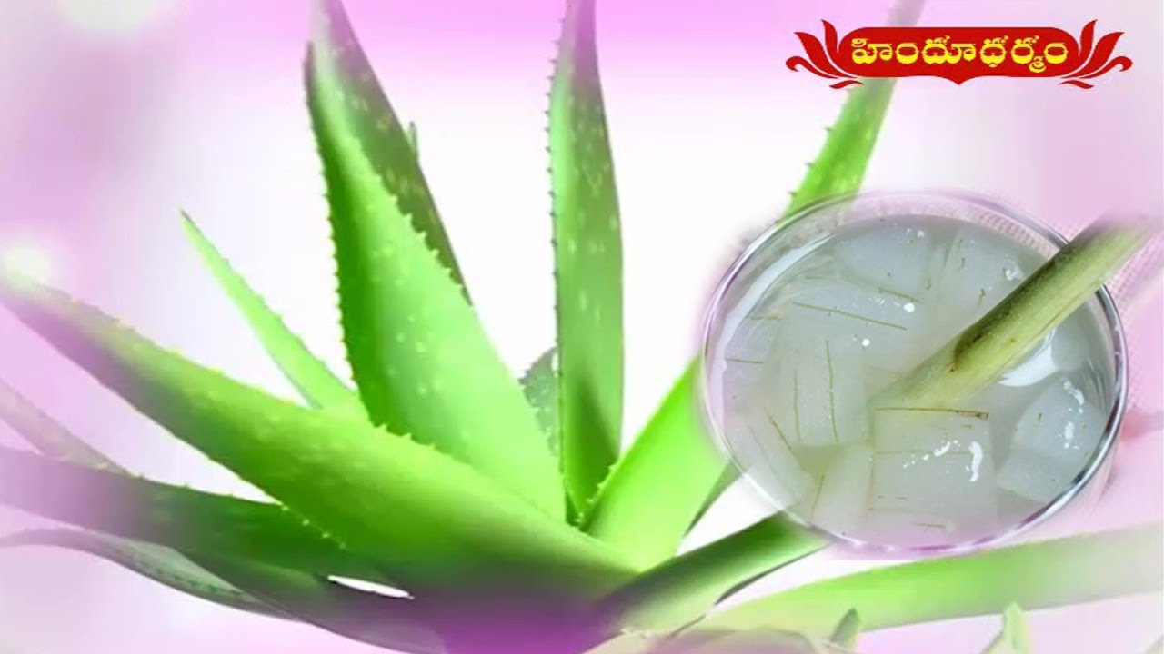 Health Benefits of Aloe Vera | Veda Vaidhyam | Hindu Dharmam