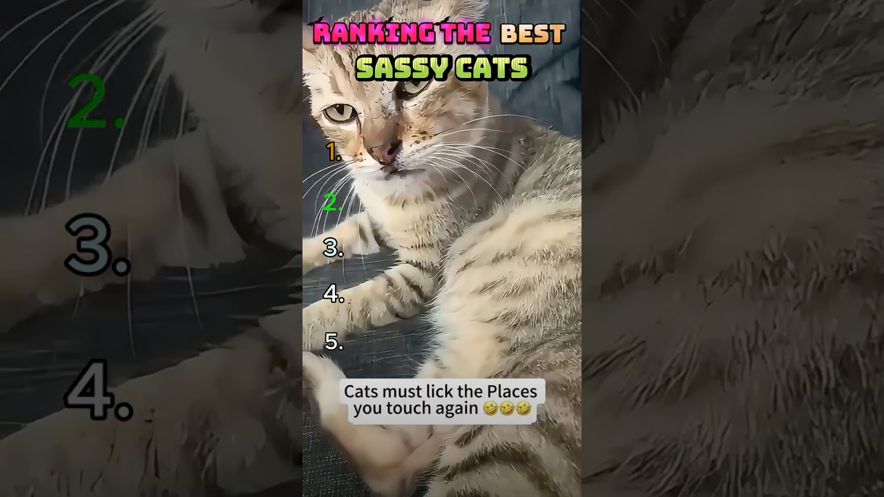 Top 5 Sassy Cat Moments Revealed!