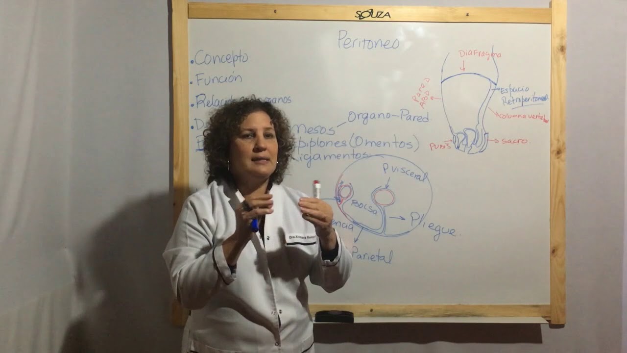 Peritoneo II (Mesentério, Mesocolon y Dependencias)
