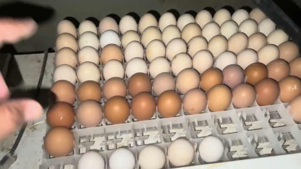 3 avril 2025الروتين اليومي في المزرعة جمع البيض رعاية الكتاكيت 🐣