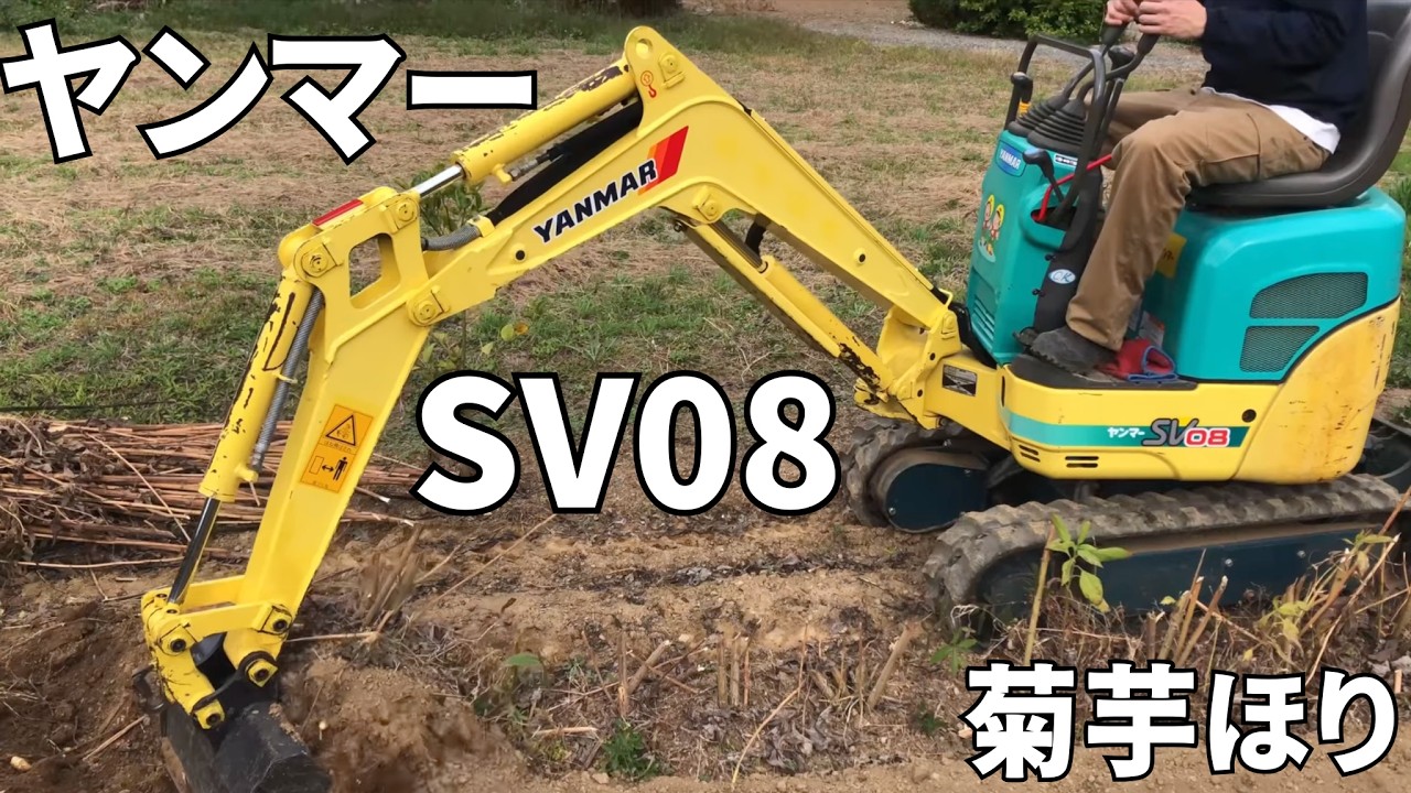 【ヤンマーSV08】菊芋を収穫しました！！We harvested Jerusalem artichokes!!