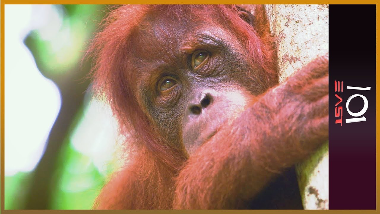 🇦🇺 The Orangutan Whisperer | 101 East