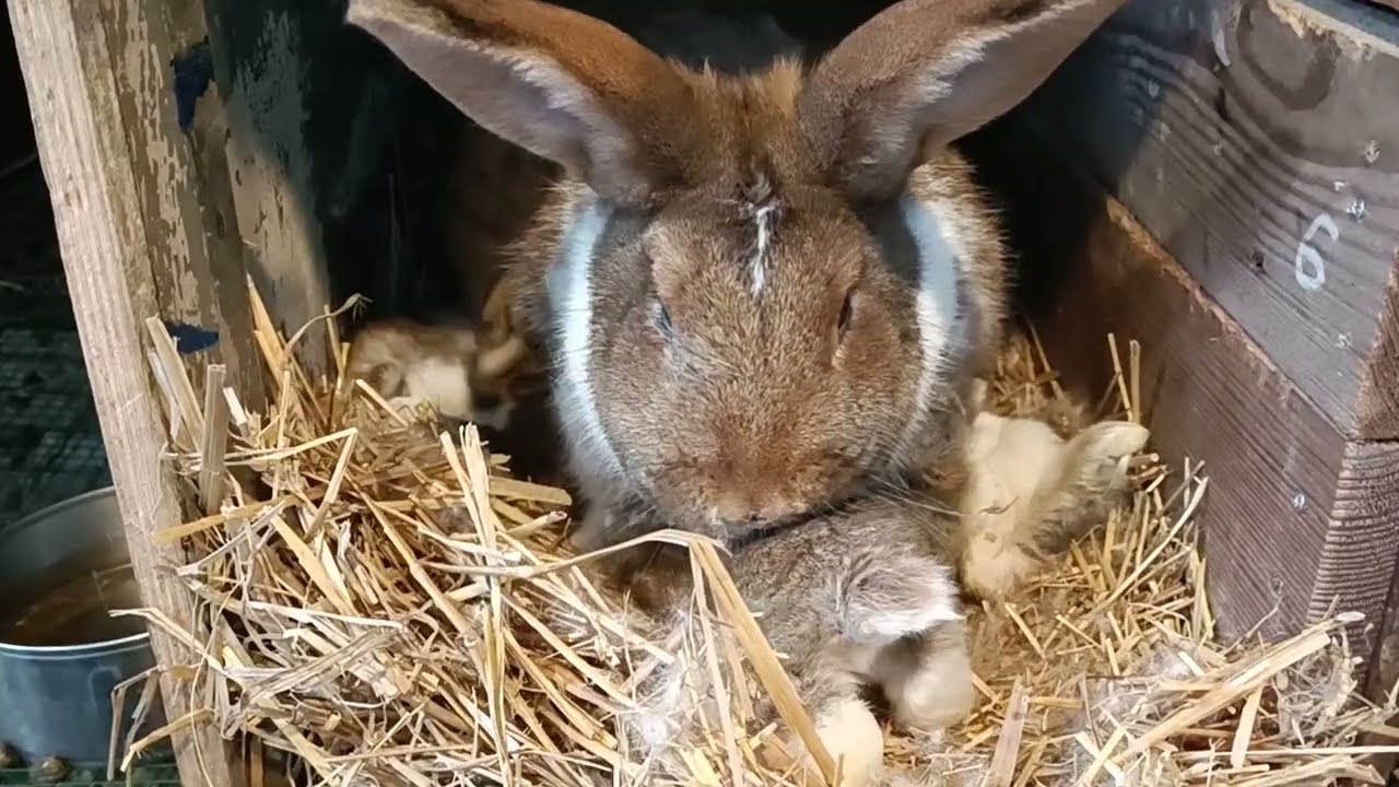 Kontroluji mléčnost samice.
