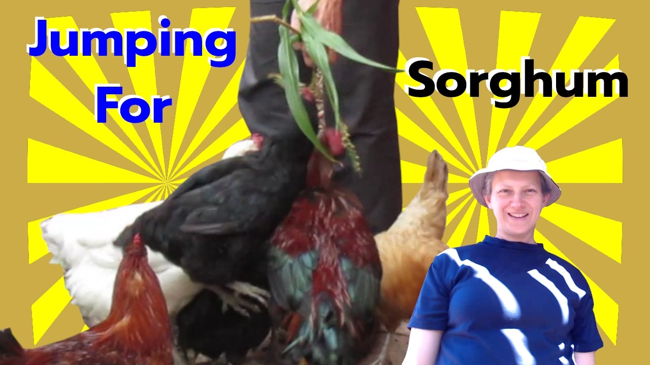 Excited Chickens Jumping For Homegrown Sorghum Grain