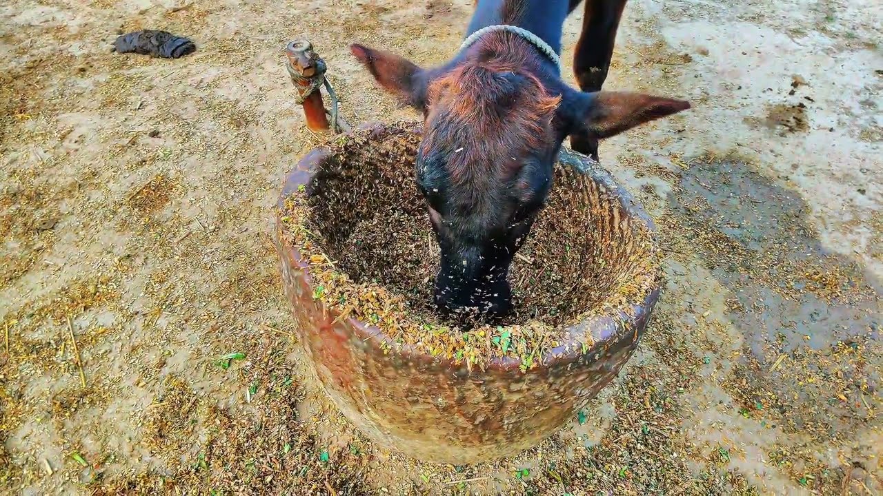 गाय के बच्चे को धूप लगाने से पहले बचाना पड़ेगा हम लोगों को ऐसे ही 🤣