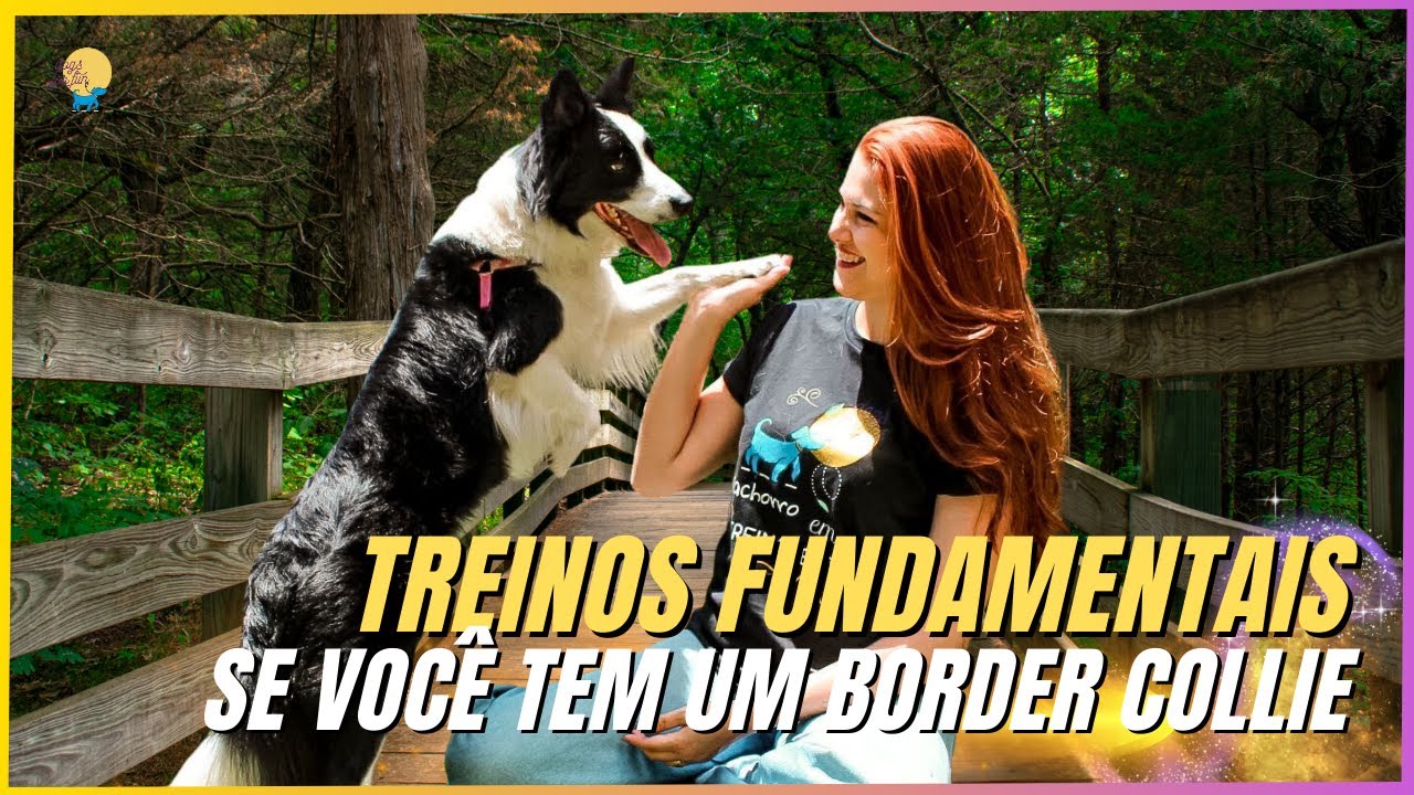 DOIS TREINOS MUITO LEGAIS DE FAZER SE VOCÊ TEM UM BORDER COLLIE