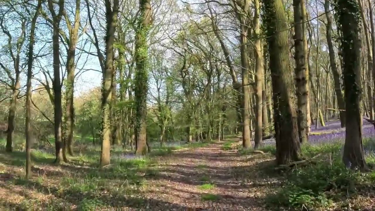 Bluebell Walk