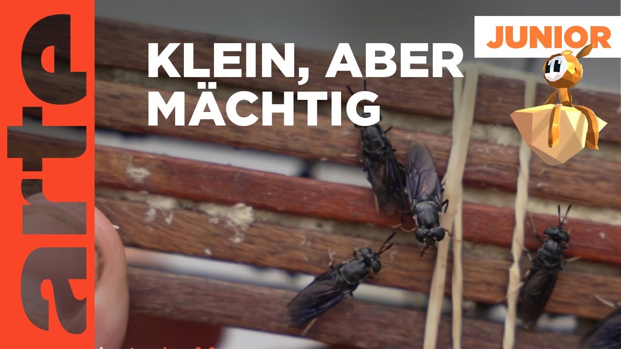 Recycling-Champion: Die Schwarze Soldatenfliege | ARTE Family