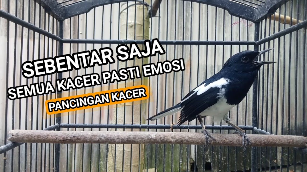Kacer GACOR ngeplong KONSLET Tarung ini Paling Ampuh untuk PANCINGAN KACER agar EMOSI..