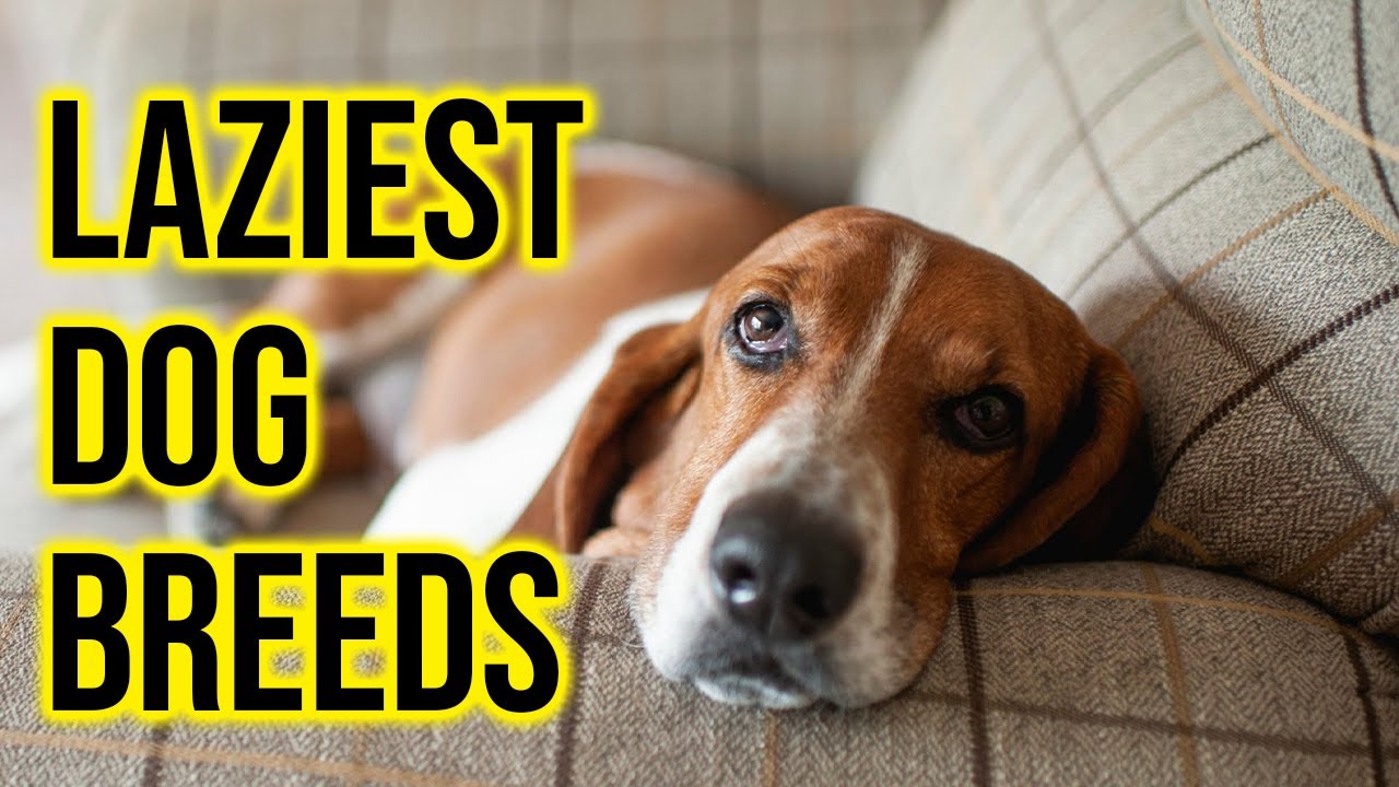 Top 10 Laziest Dog Breeds Of All Time/Amazing Dogs